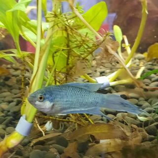 Blue Paradise Fish
