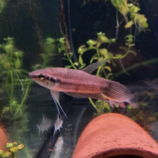 Betta Pugnax