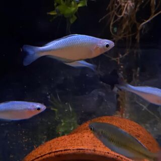 Blue Rainbow