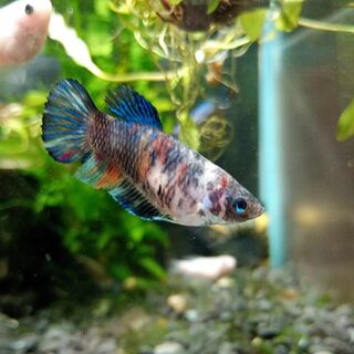 Betta Female 1