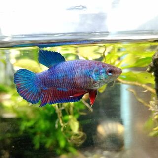 Betta Female 2