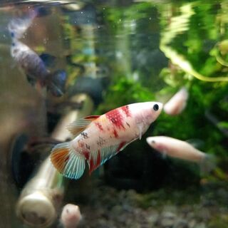 Betta Female 3