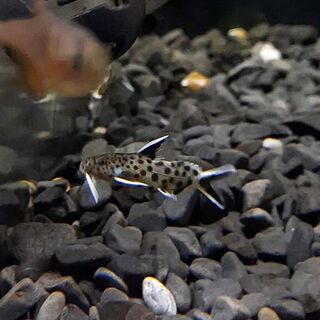 Synodontis Petricola