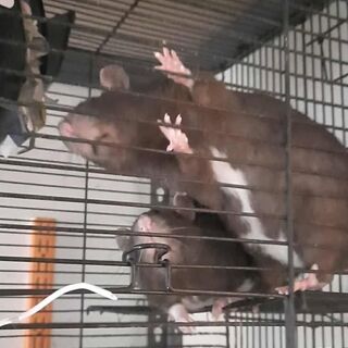 Rats - Girls
