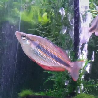 Banded Goyder River Rainbow