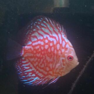 Red Checkered Board Discus