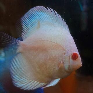 Snow White Discus