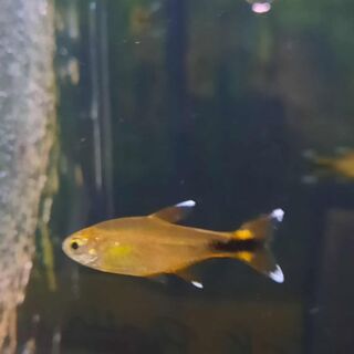 Silver Tip Tetra