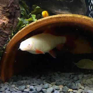 Gold Rainbow Shark