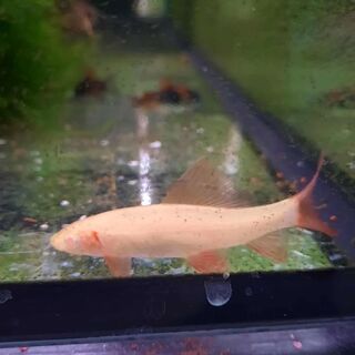 Gold Rainbow Shark