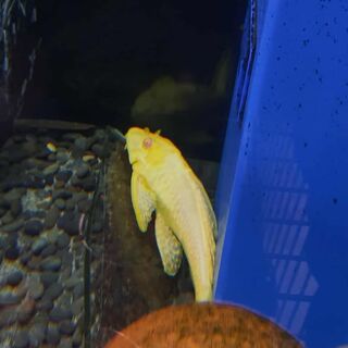 Golden high fin Pleco