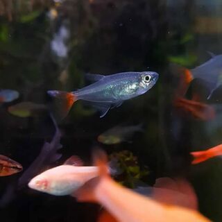 Glass Blood FIn Tetra