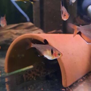Serpae Tetra