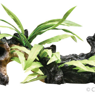 Aqua One Driftwood With Indo Fern Medium