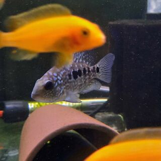Texas Cichlid