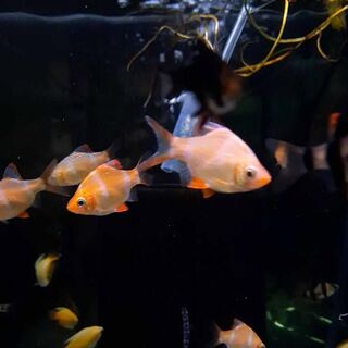 Gold Tiger Barbs