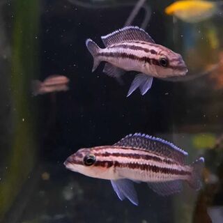 Julidochromis Dickfeldi