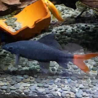 Large Red Tail Shark