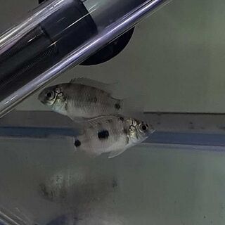 African Butterfly Cichlid