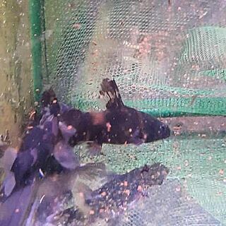 Bumblebee Catfish