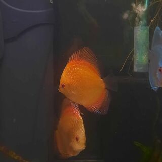 Orange Discus