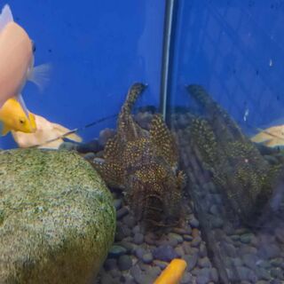 Large Male Bristlenose - brown
