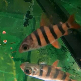 6 Bar Distichodus
