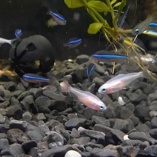Gold Blue Eye Neon Tetras