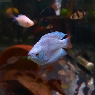 Cobalt Dwarf Gourami