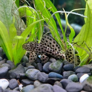 Imperial Ranger Pleco