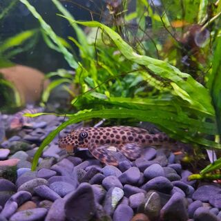 Red Fin Thresher Pleco