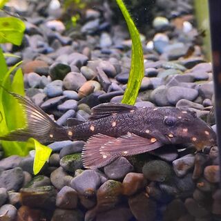 Mustard Spot Pleco
