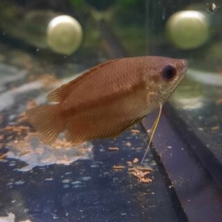 Honey Gourami