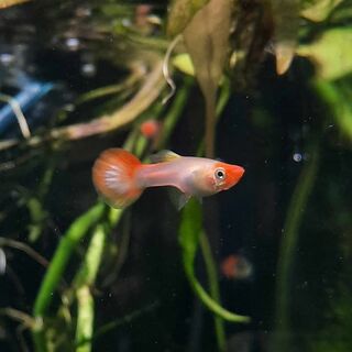 Koi Guppy Female