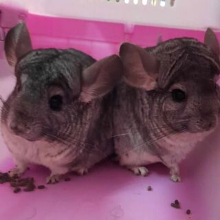 Two Girl Chinchillas