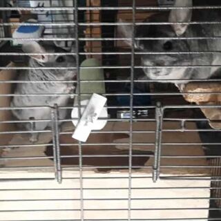 Two Girl Chinchillas