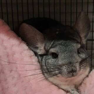 Male Chinchilla