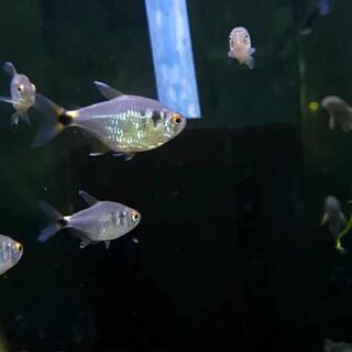 Head and Tail Light Tetra