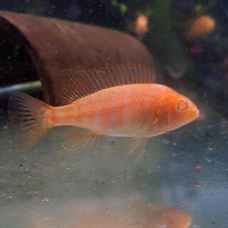 Albino Peacock Cichlid