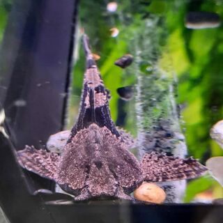 Banjo Catfish