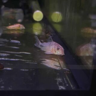 Similis Cory