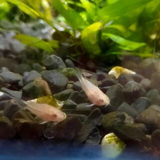 Albino Pygmy Cory