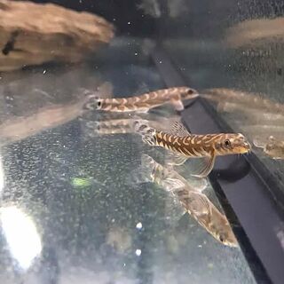 Zodiac Loach