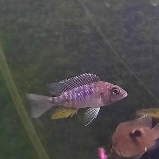 Blue Peacock Cichlid