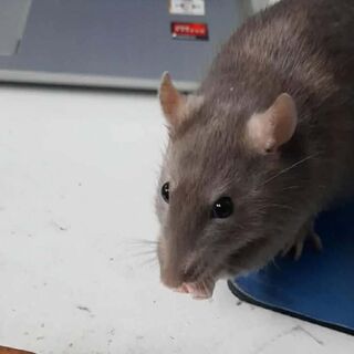 Rat Care Sheet