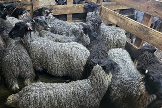 Top Gotland rams lambs for sale with imported genetics