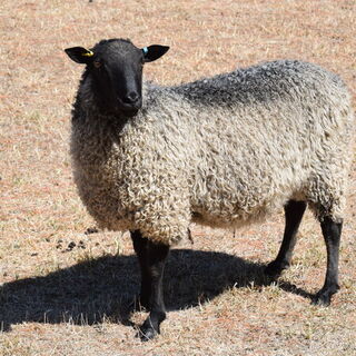 100% Swedish Gotland Ram for sale with NZSBA reg only