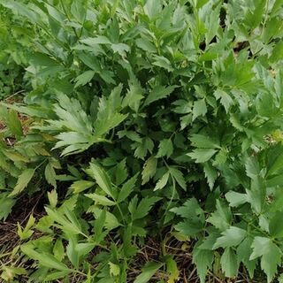 Lovage Plants