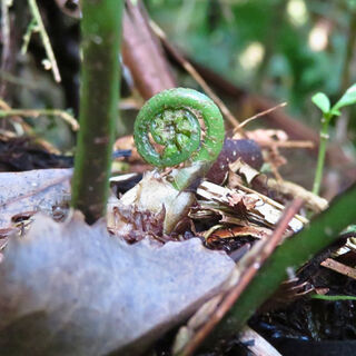 New Zealand Koru