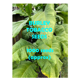 Tobacco Seed Burley 1000pk GT014